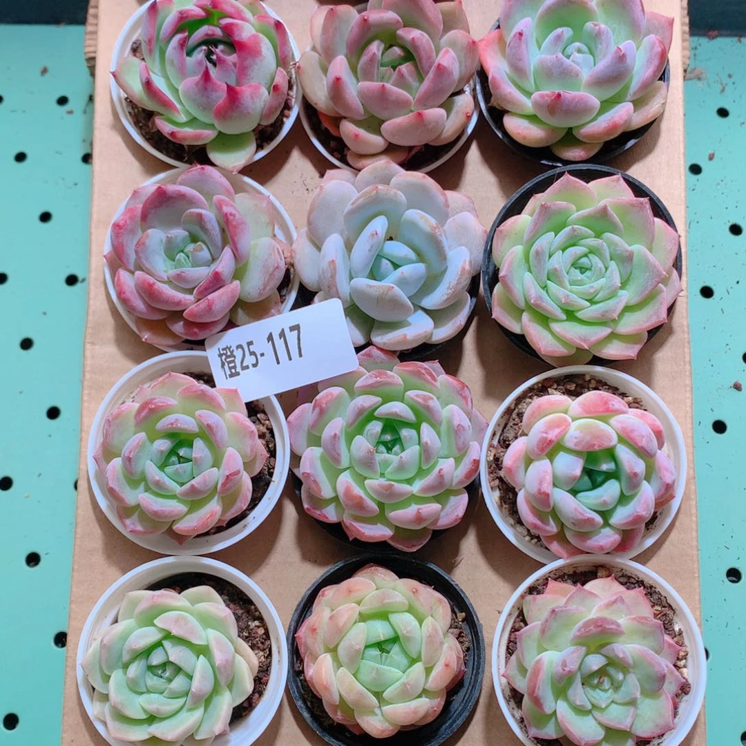 25-117一物一拍带盆18颗