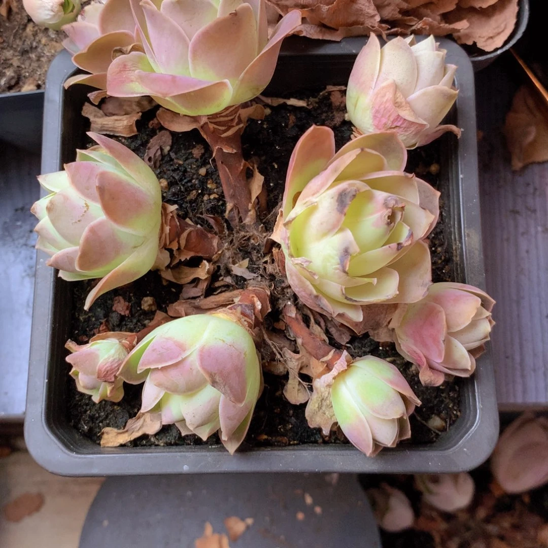 湘***一物一拍星辰琉璃533