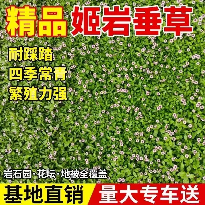 姬岩垂草耐踩园林超矮植物地被四季开花草坪耐寒耐热庭院懒人户外