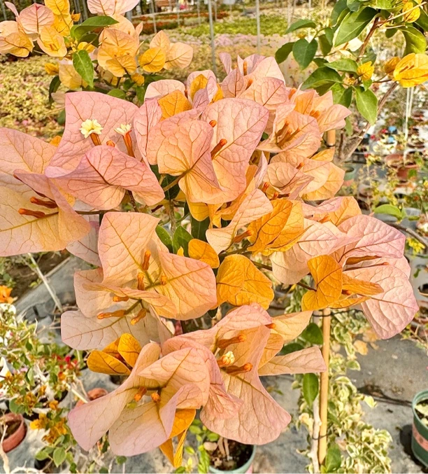 三角梅（黄粉波伊斯/黄玫瑰）Manila系列品种 原生扦插原盆原土发货