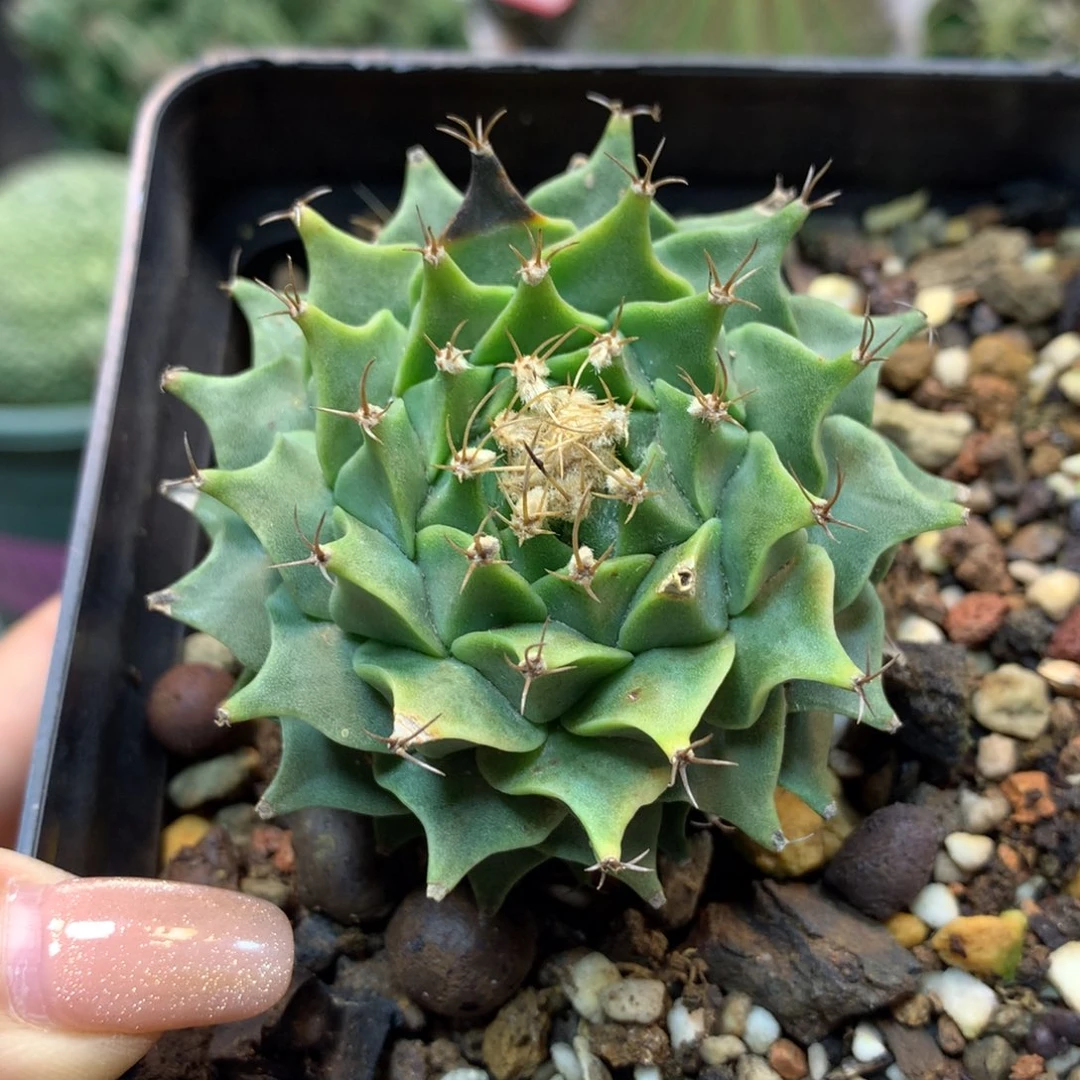 51号 实生帝冠6公分