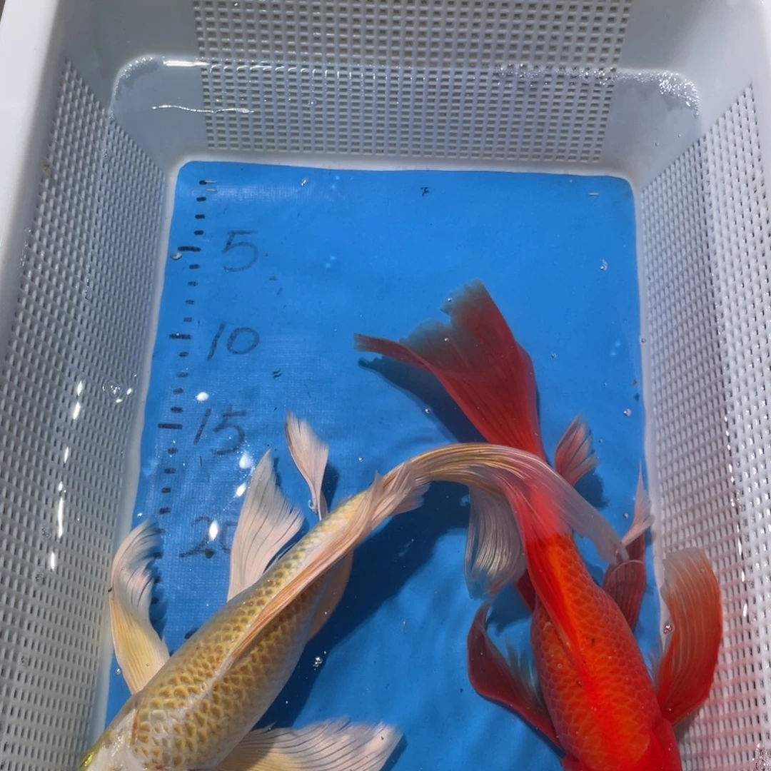 锦鲤锦鲤包邮包售后
