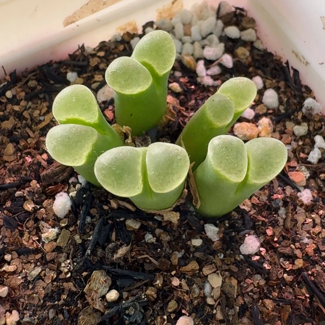 云缦精品番杏12.50骚粉天鹅绒