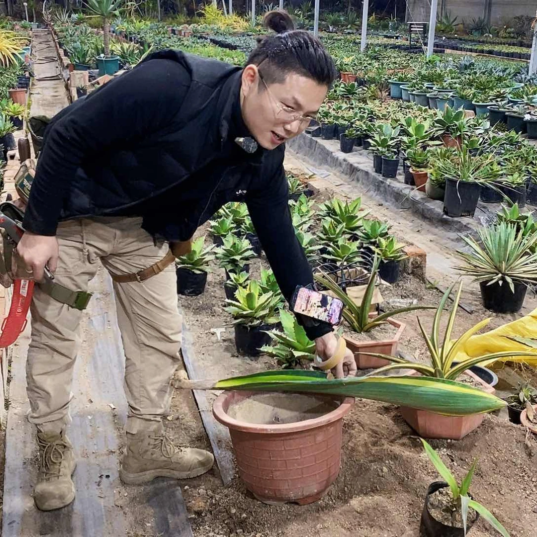 阳*5121黄金宝镜虎皮兰一颗