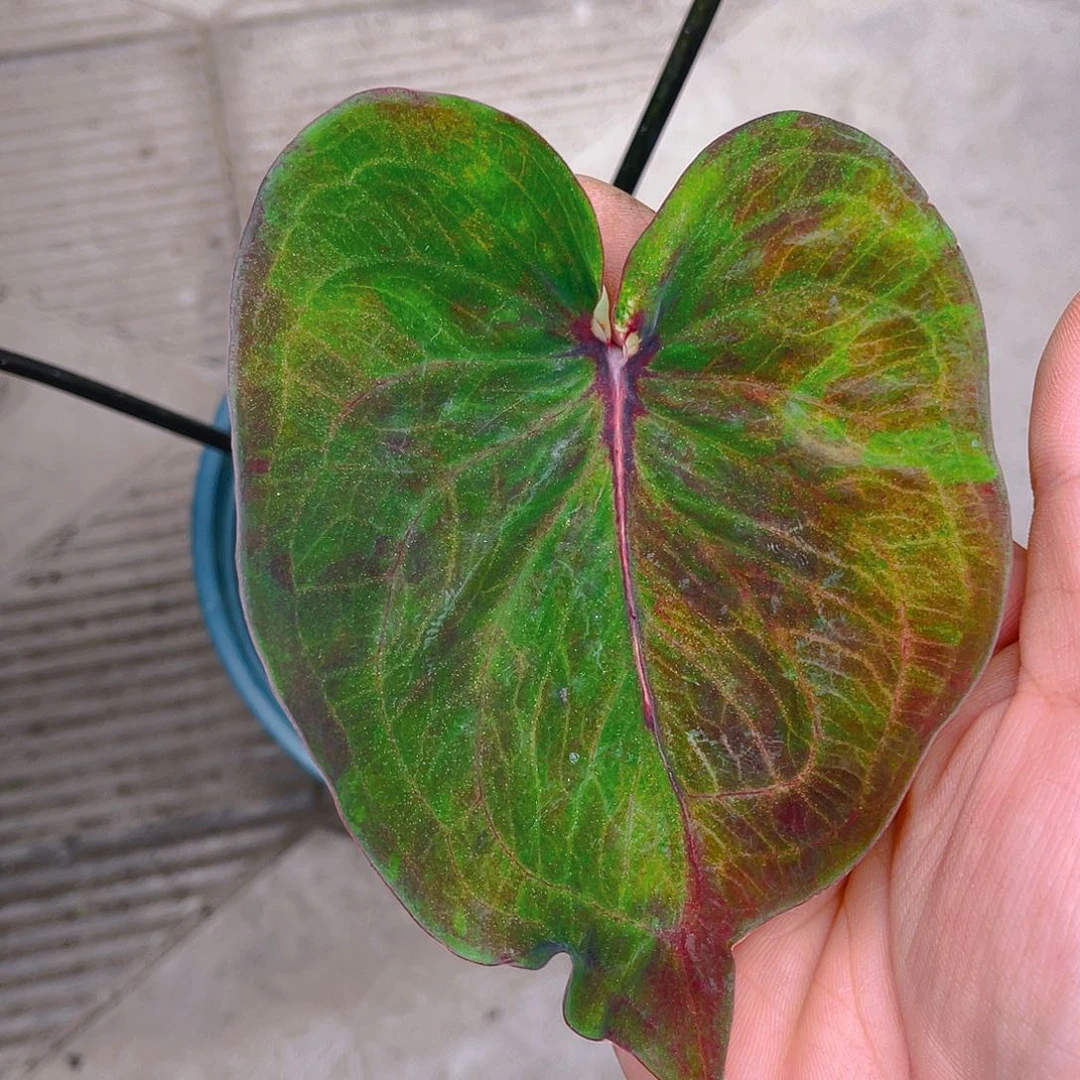 完全开放泰彩一物一拍3872