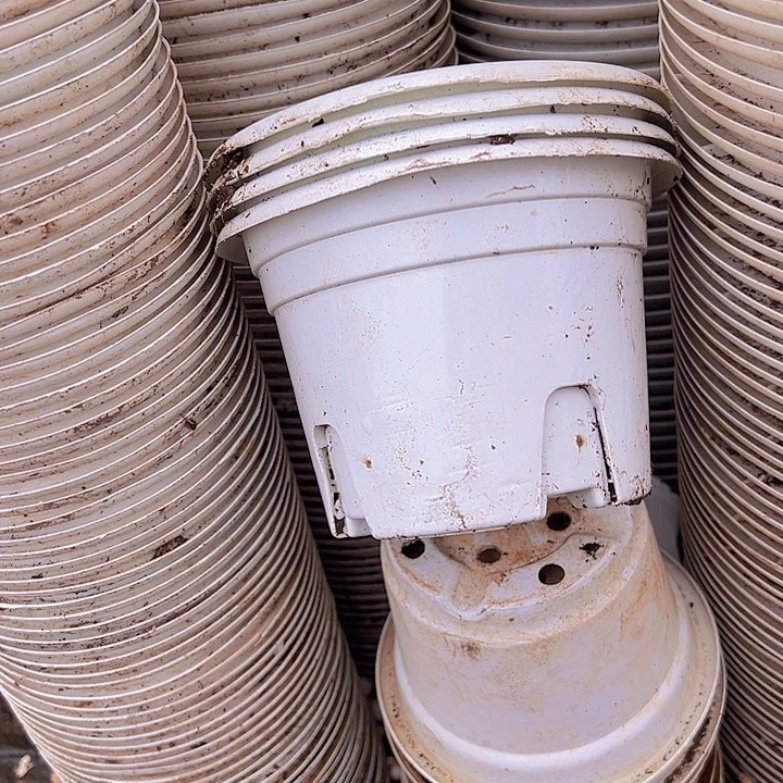 白色圆盆口径15高10.5发25个