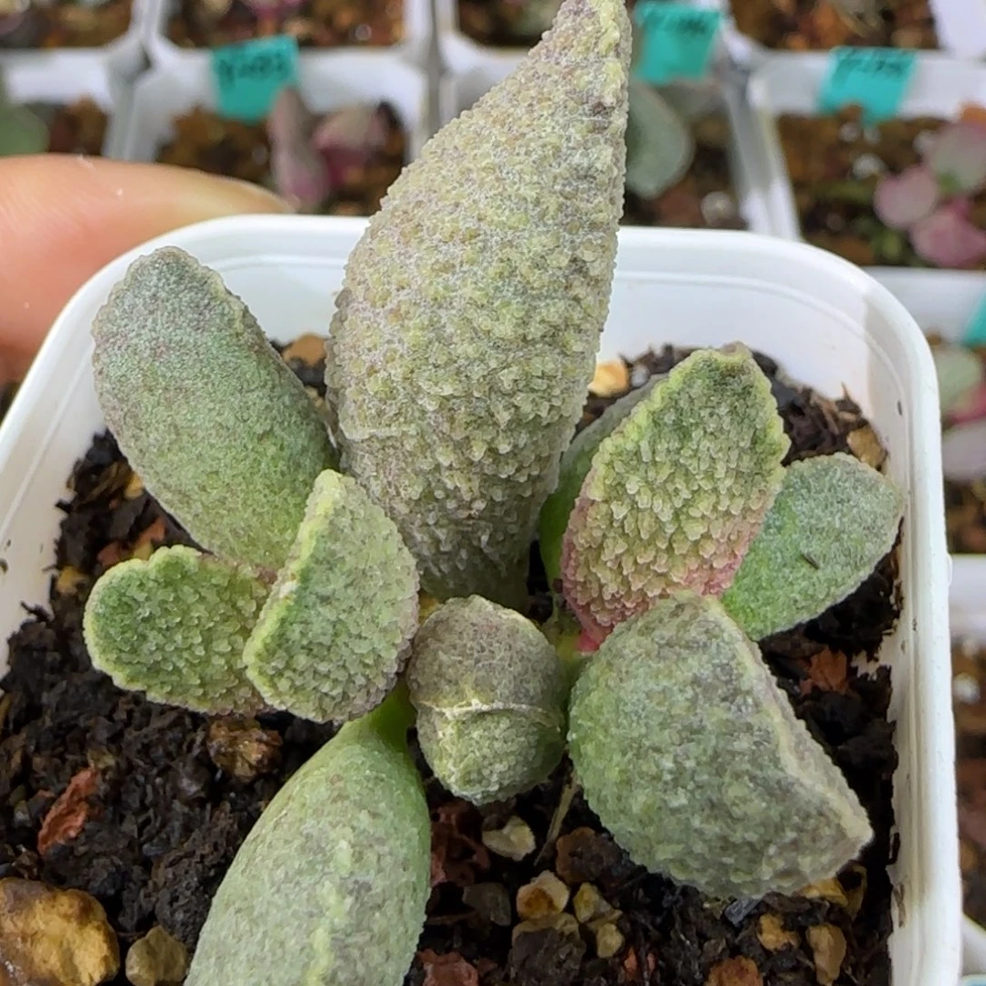 实生冰晶大叶插，五方盆发