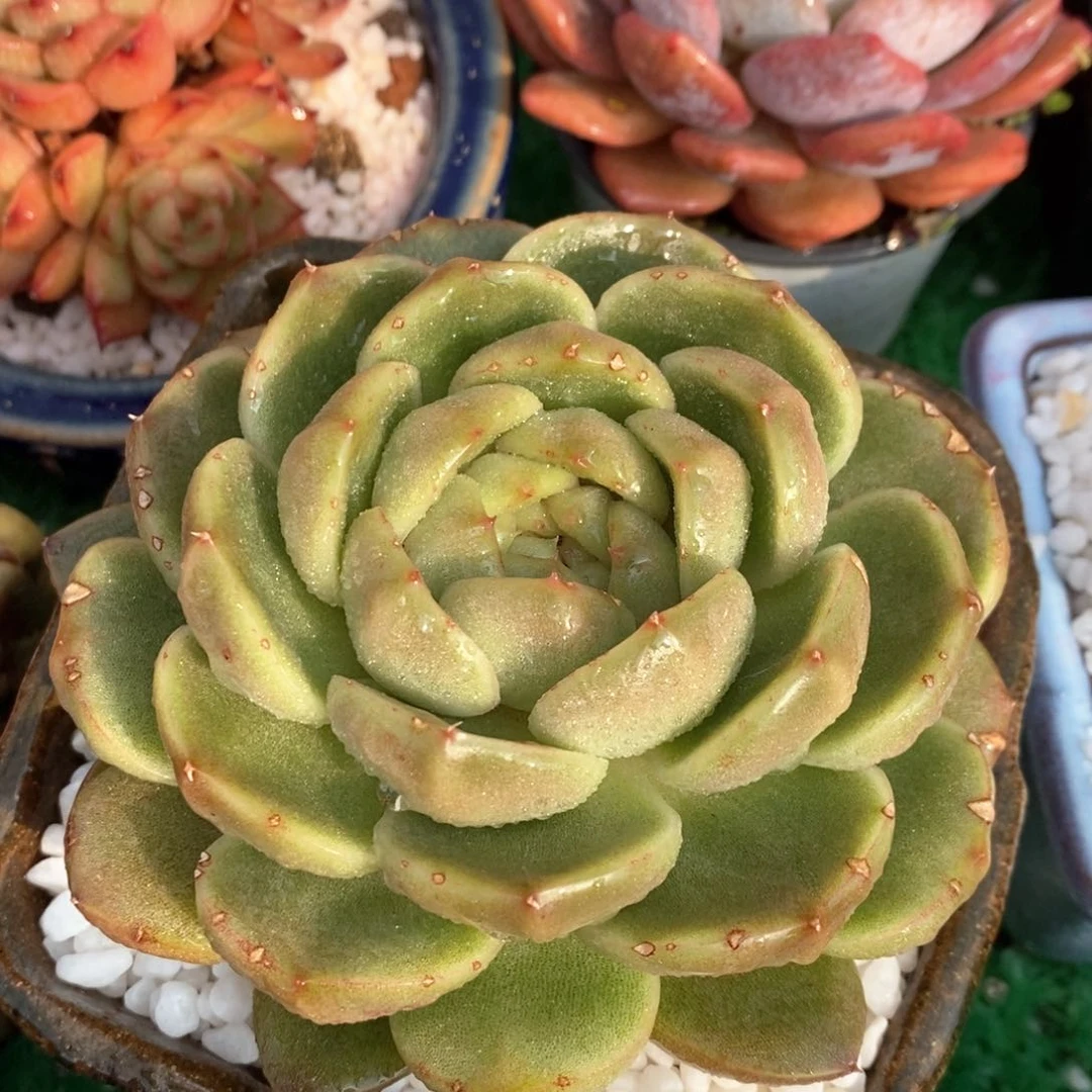 白玫瑰多肉植物盆栽