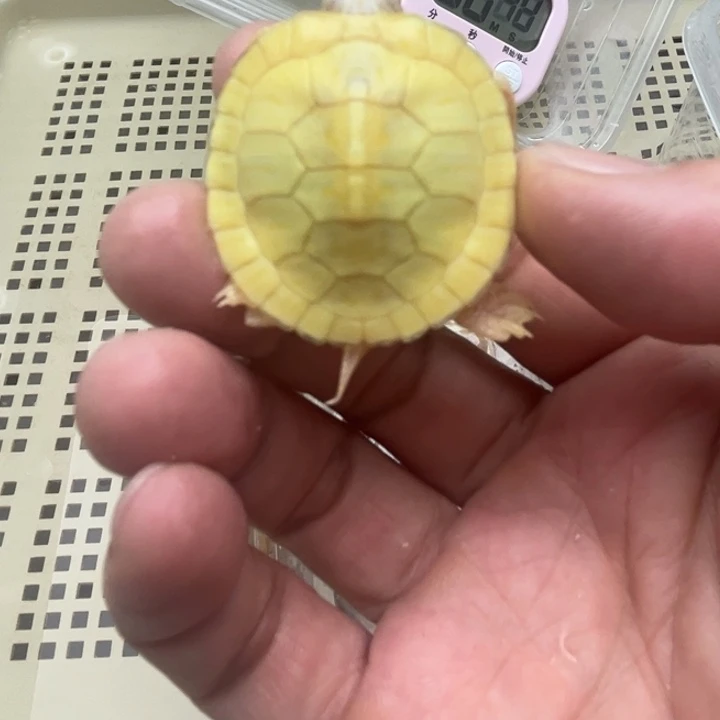 巴西彩龟不分公母