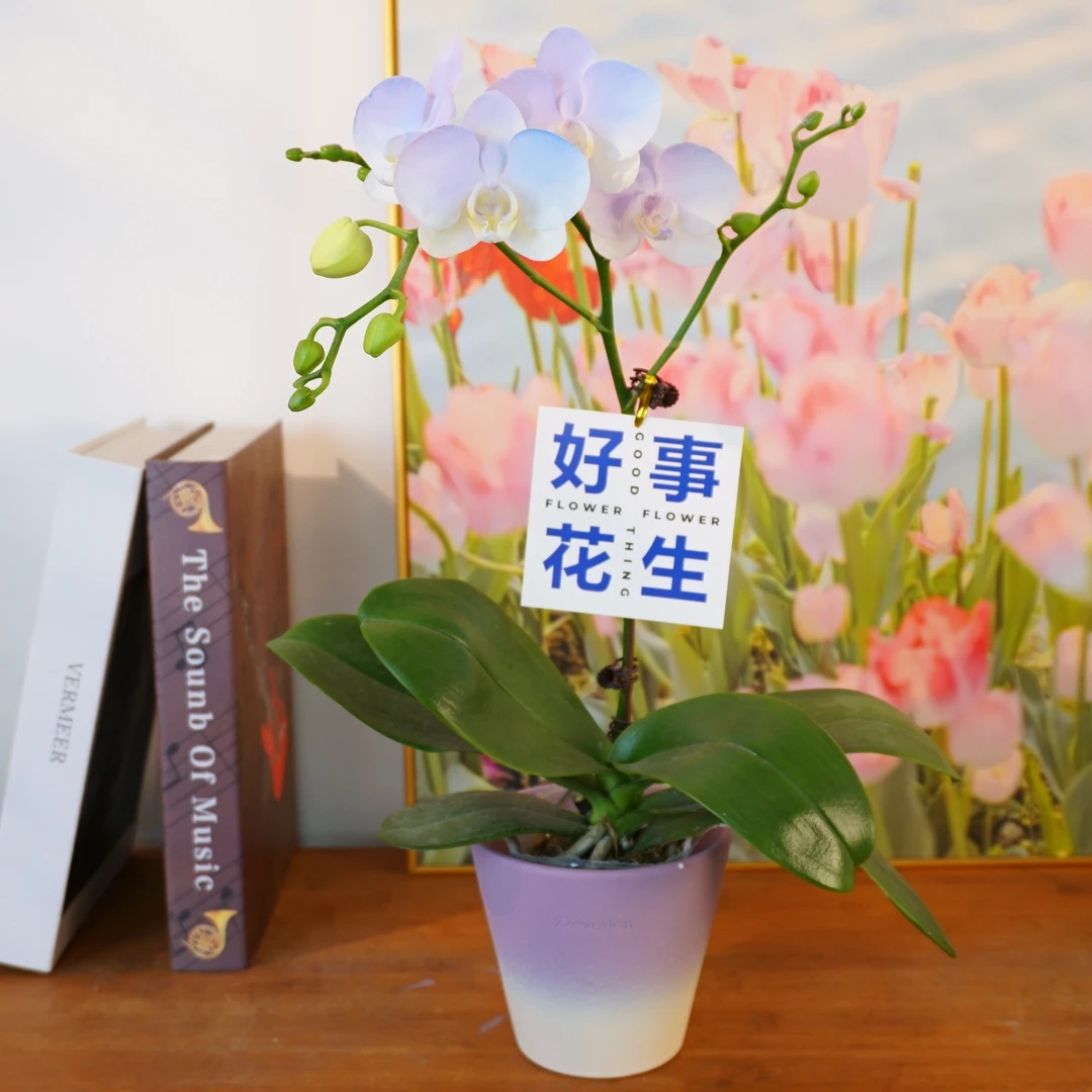 【极光】喷染蝴蝶兰鲜花精致组盆 开花株 室内绿植 养兰基地直发