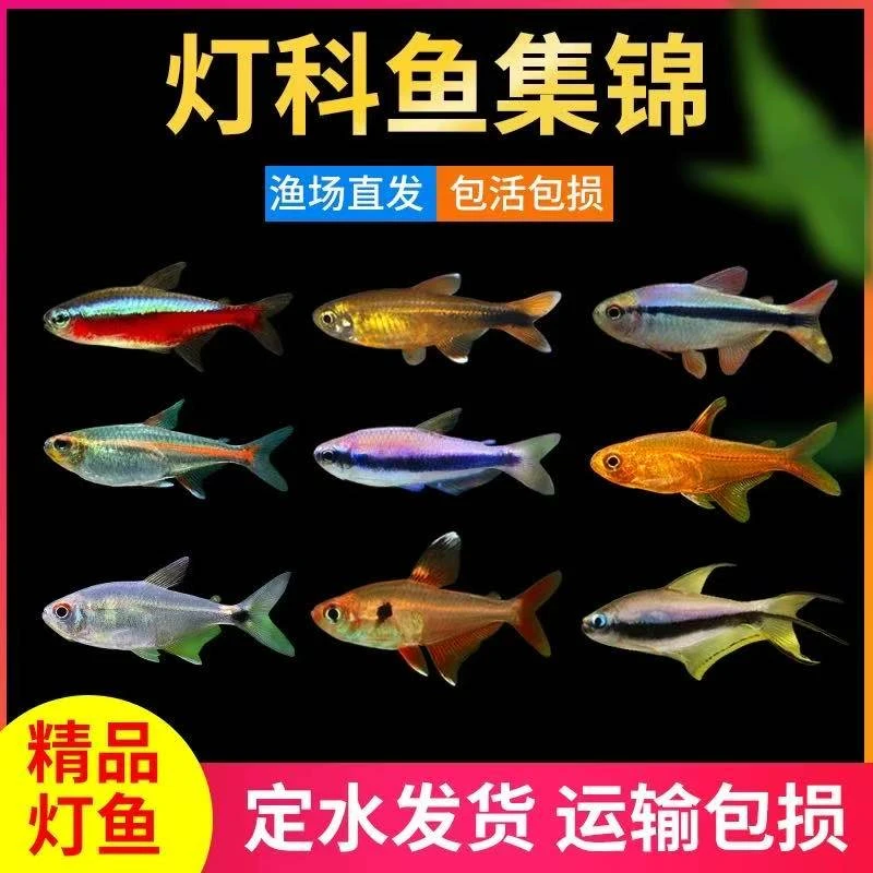 热带小型灯科组合套餐满49.9包邮