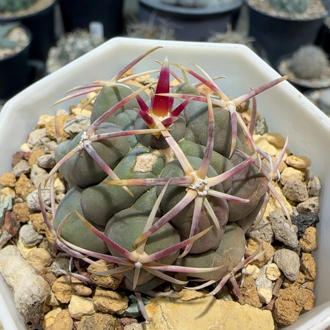 007实生大红鹰多肉3.9