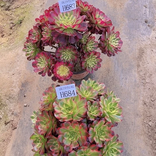风**起68384安娜多肉植物