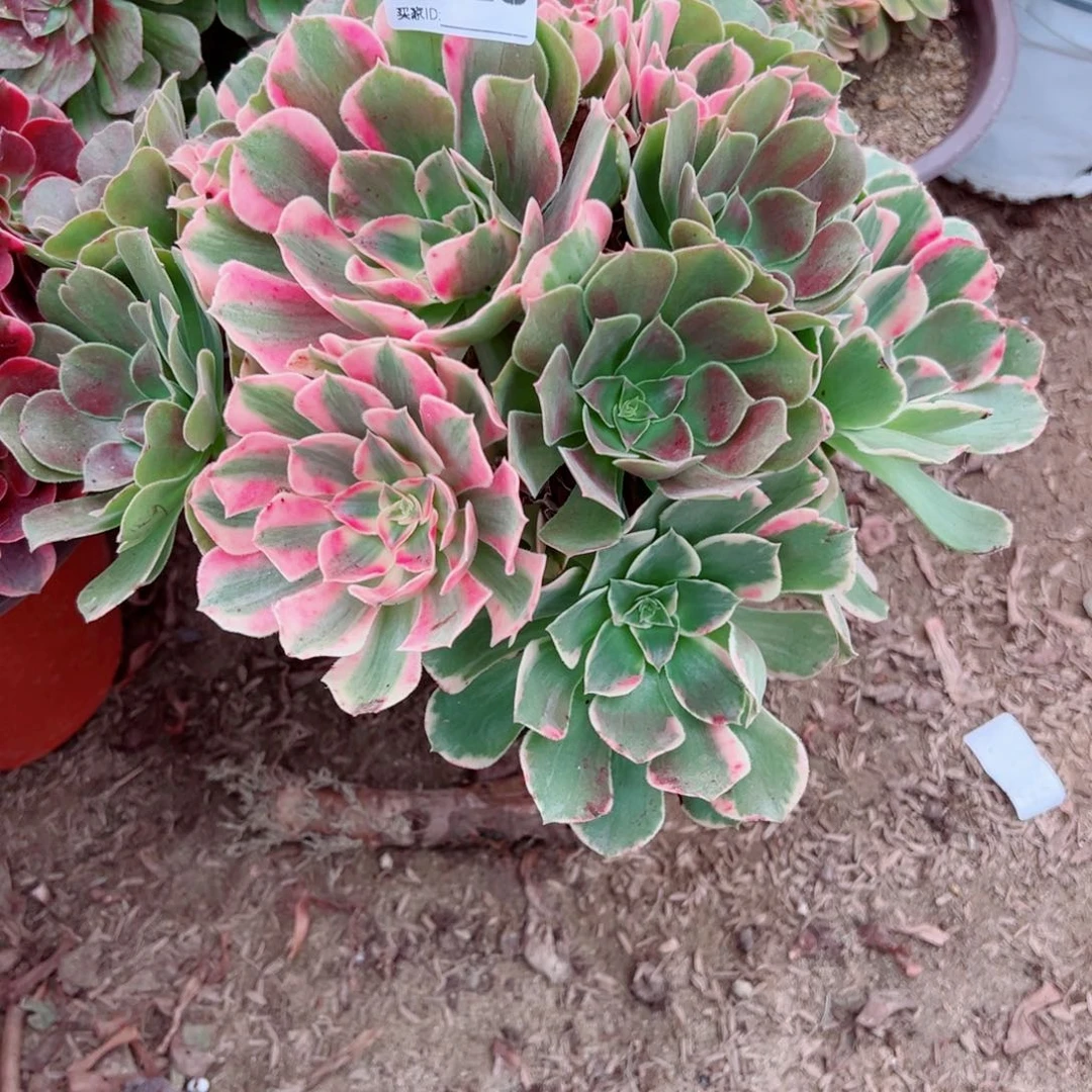 428法师多肉植物法师多肉