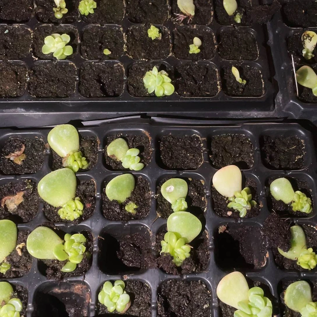 P221 中苗穴一个满25包邮