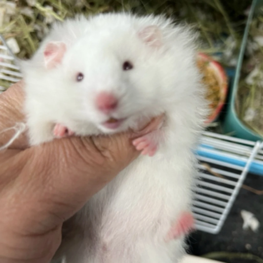 金丝熊 福利波利直毛小熊