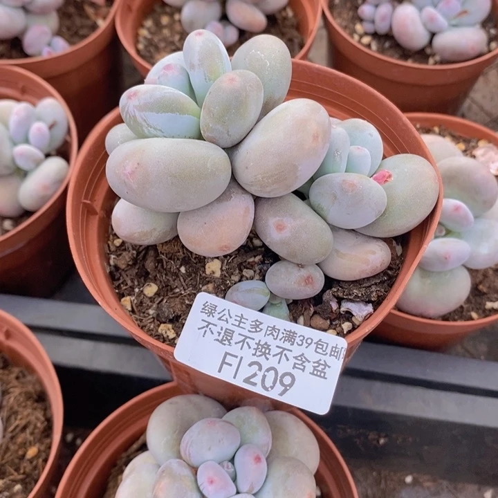 黄金大叶奶209多肉植物