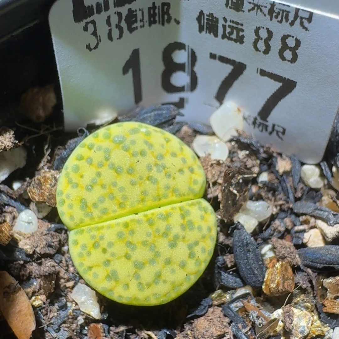 zzzzz生石花肉锥1877