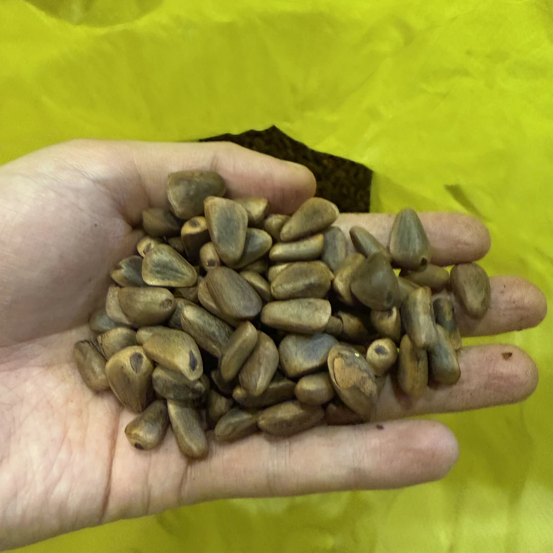 东北野生松子熟的