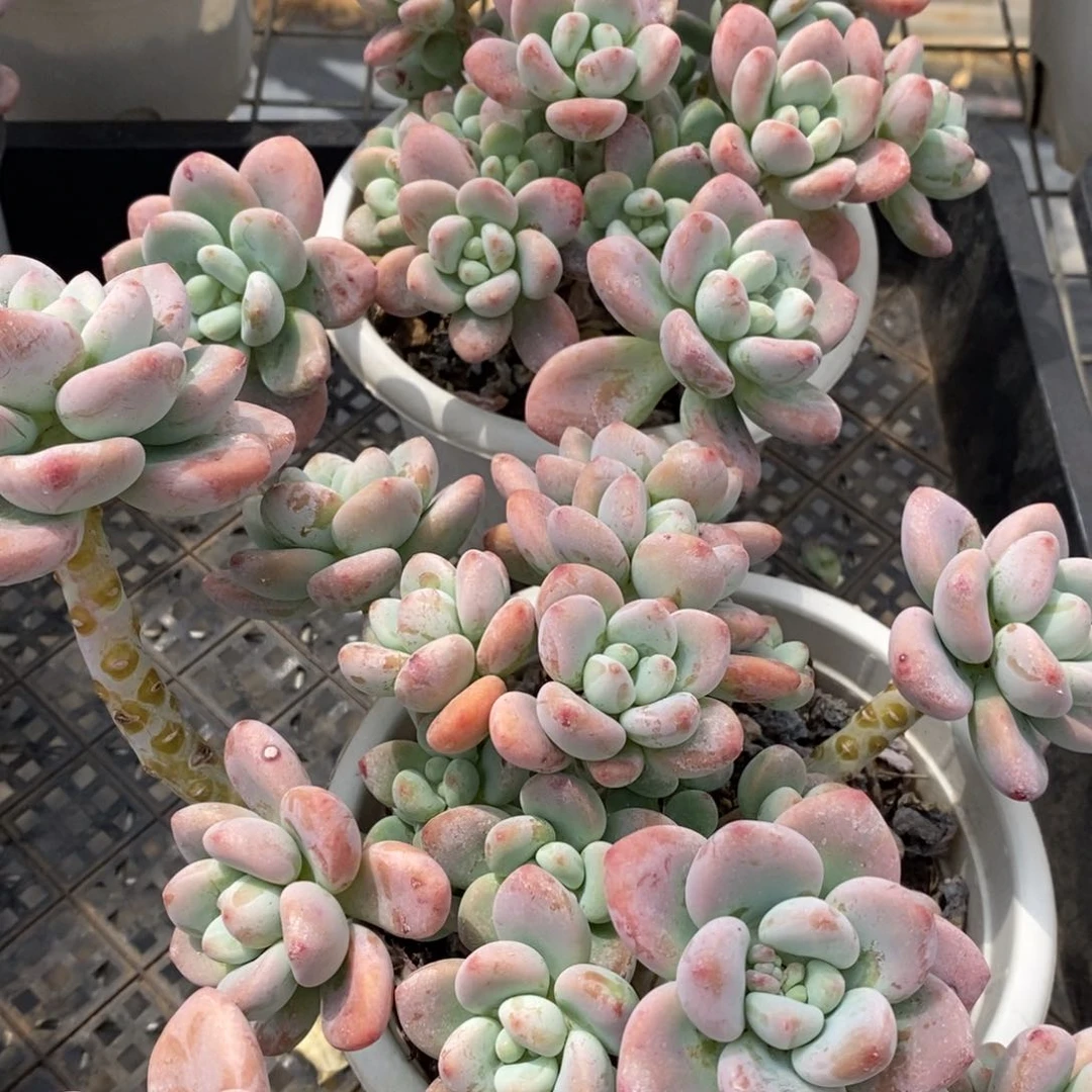 红洛神整桩整群两盆，160杯露养