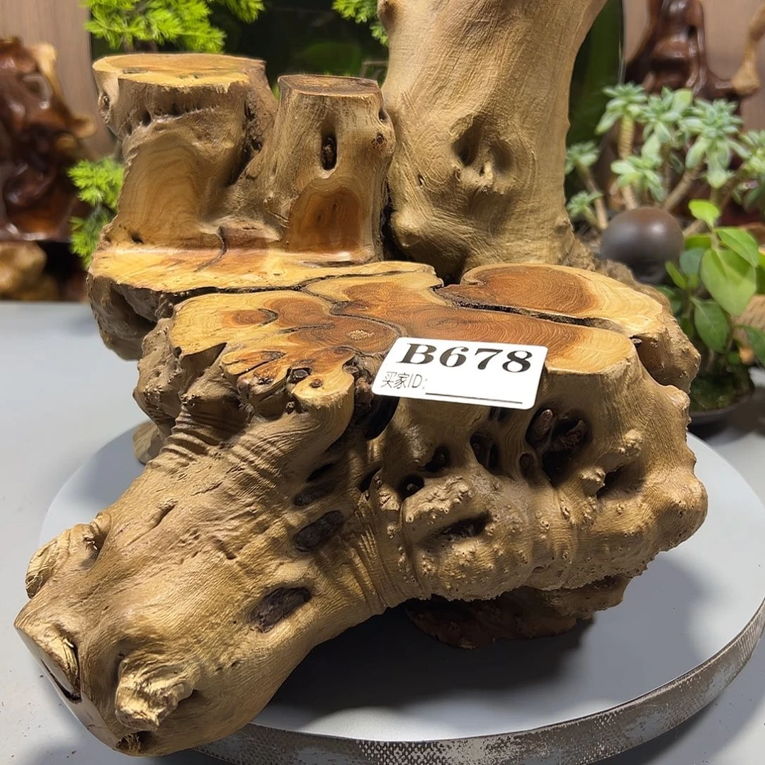 大果紫檀（缅甸花梨）安**素