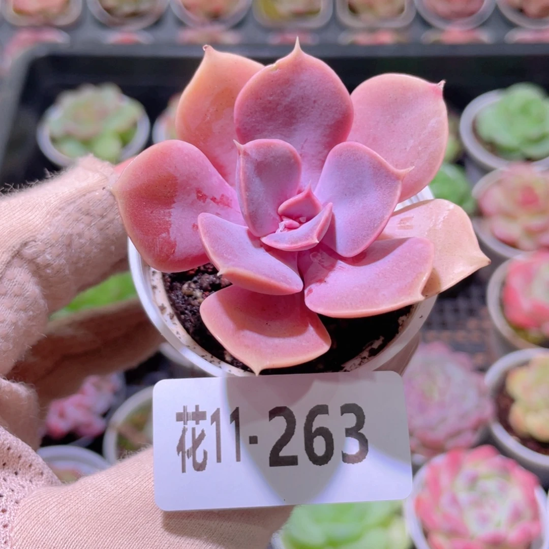 花利美11-263紫珍珠