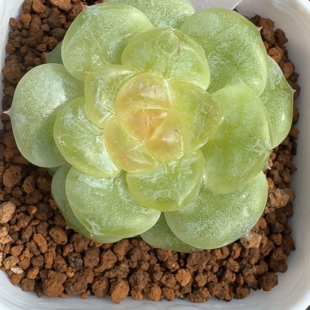 0623-49-老板单头一颗