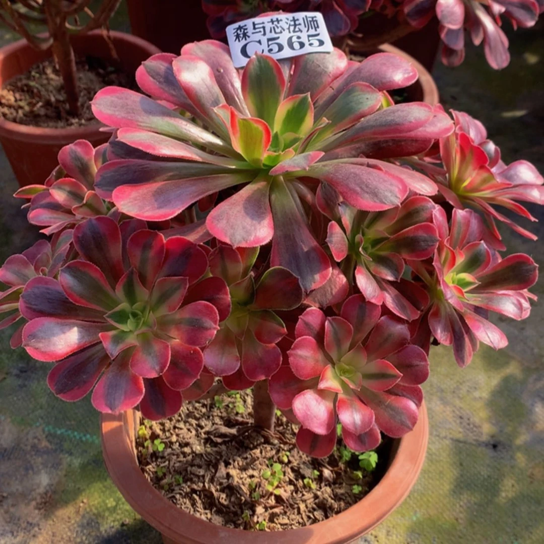 【闪购商品】565美杜莎