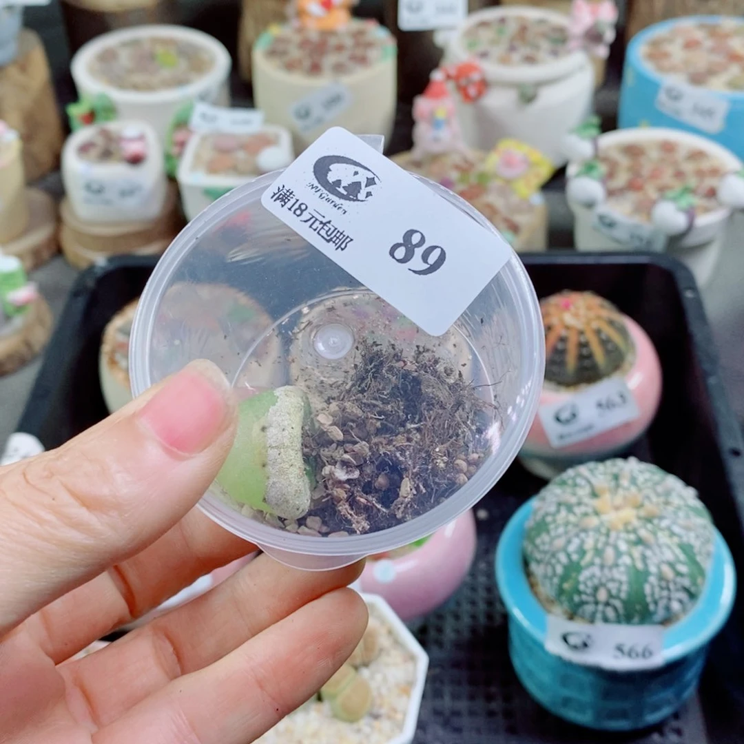 ʜ***ᝰ其实哈哈哈哈哈哈哈哈哈89