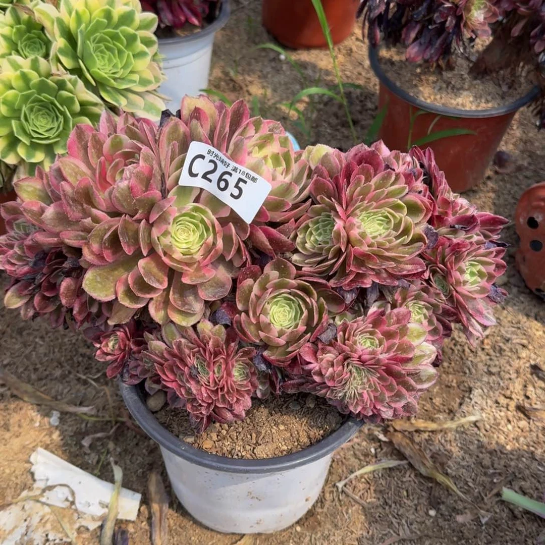 265倾城缀多肉植物