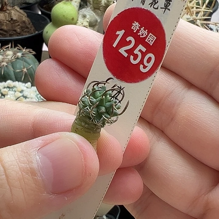 实生碳黑刺升龙丸娇丽1.1cm
