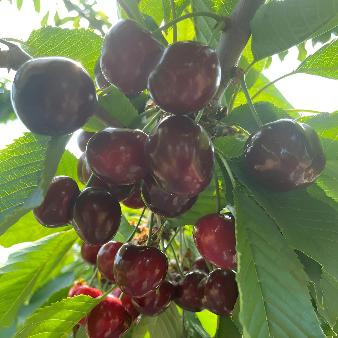 【直播福利】 冰酷樱桃 3-5斤 新鲜采摘 自然成熟易掉把 省内专享