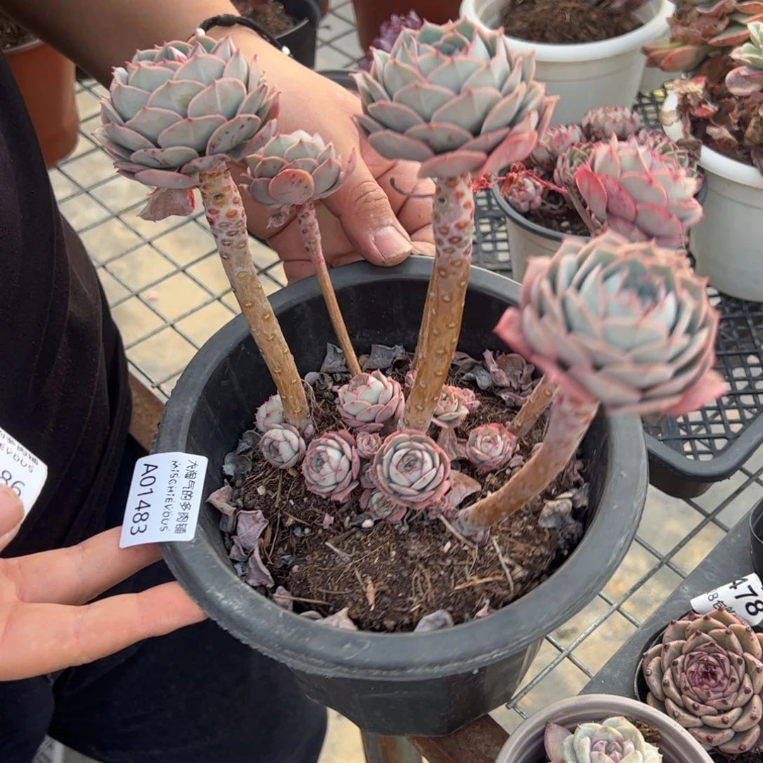 克罗地亚玫瑰一物一拍1483