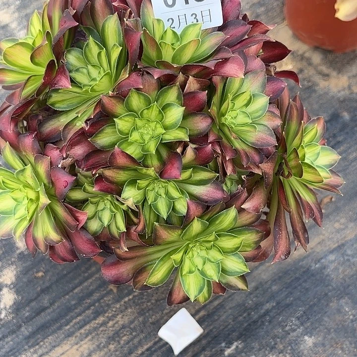 2.3-18韶华多肉植物