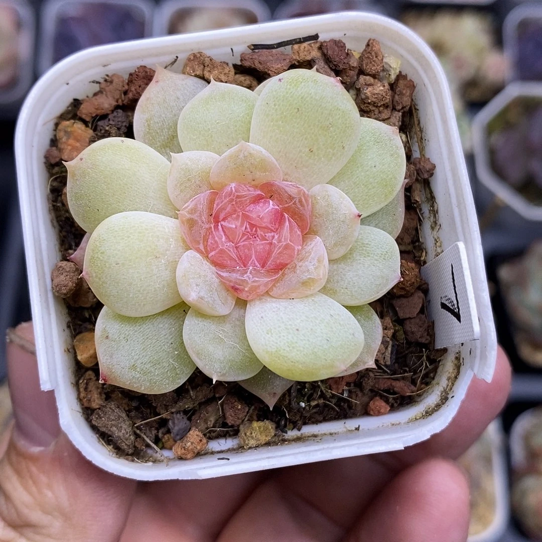 独家品种羊脂玉5厘米盆