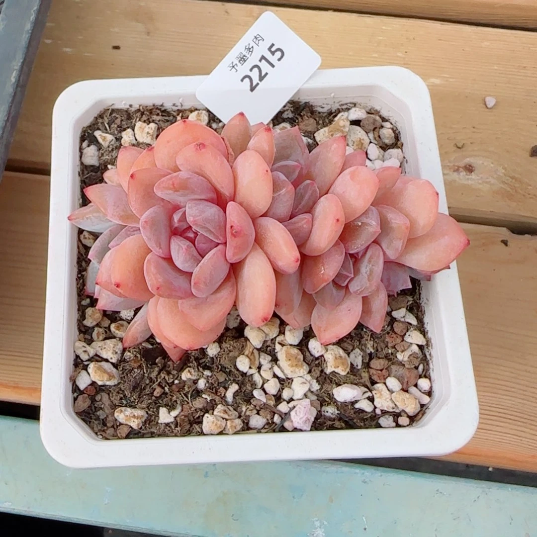 橙子朵缀，2215多肉植物