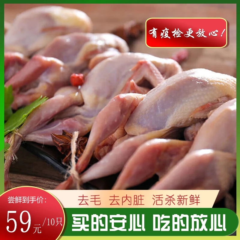 顺丰包邮散养母鹌鹑新鲜农家现杀非乳鸽滋补煲汤食材小鸟生鲜10只