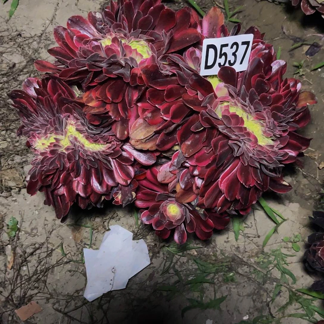 美杜莎13-外包邮法师