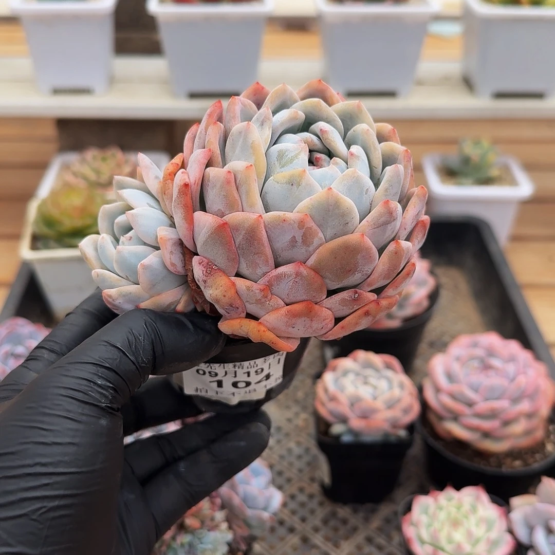 0919-104橙梦露锦