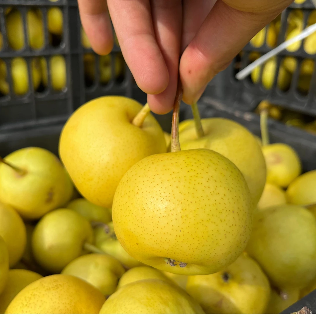 正宗大庙香水梨兰州软儿梨化心果子软糯香甜化心无渣可口甘肃特产