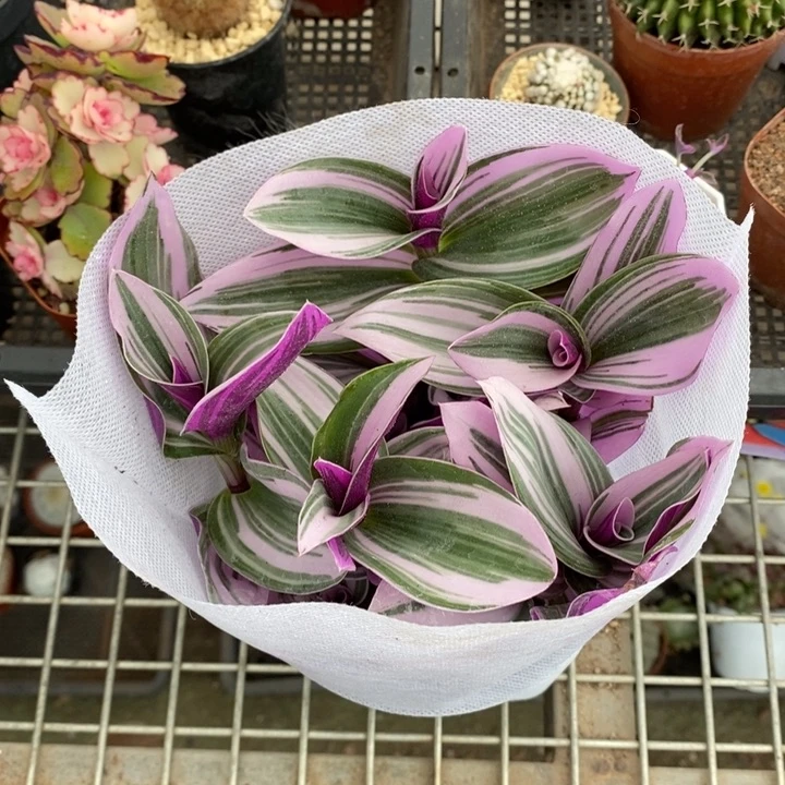 伯克利和格蕾纳等著名音乐家都