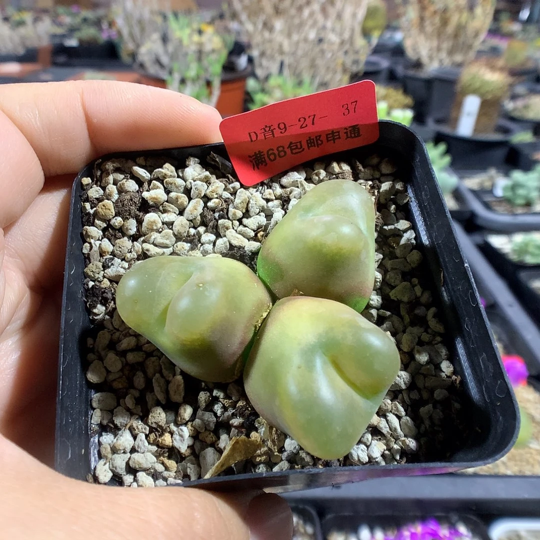 9-27-37 毛一颗特20