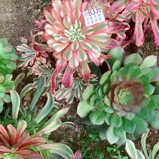 多肉植物白月光339