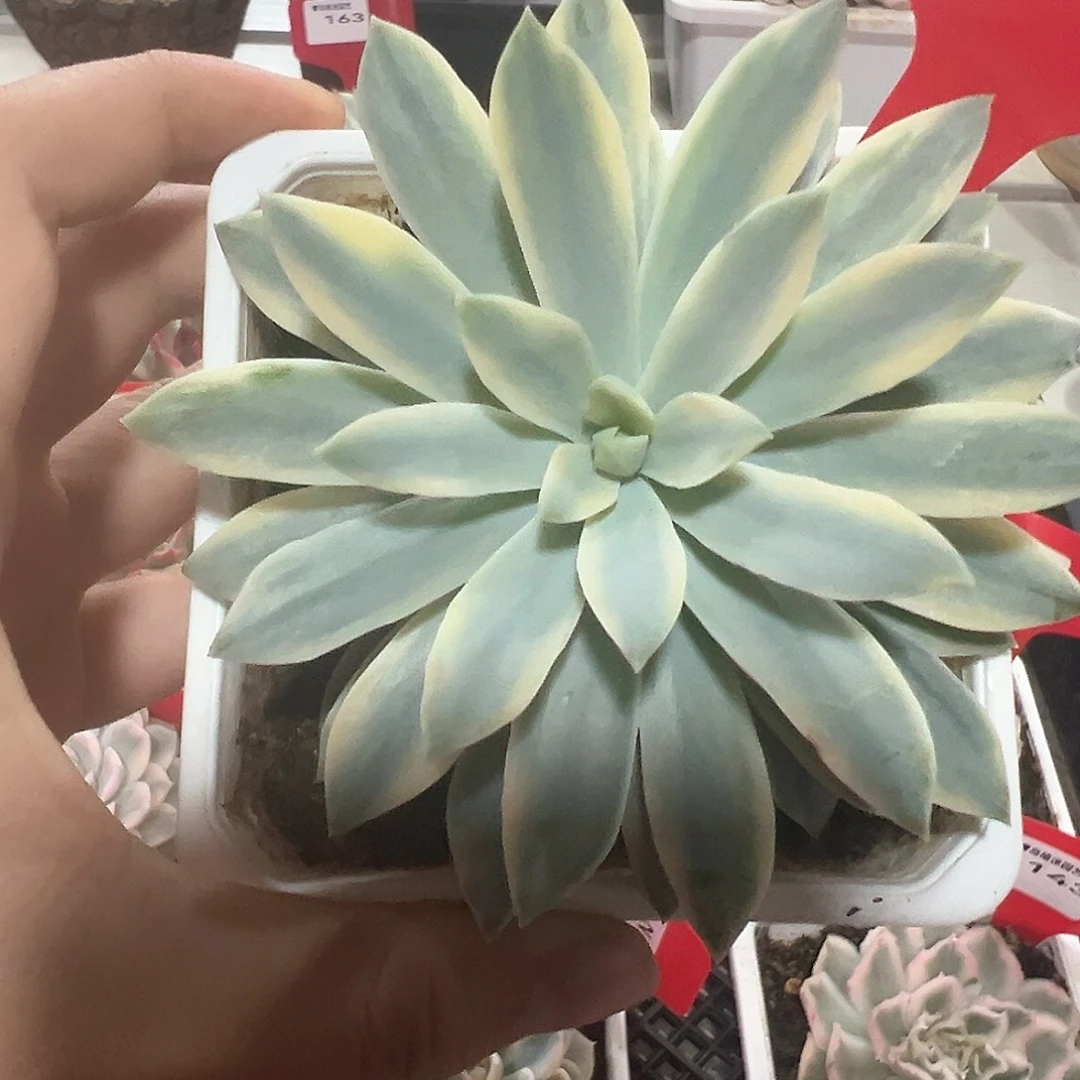 151号太阳神锦多肉植物
