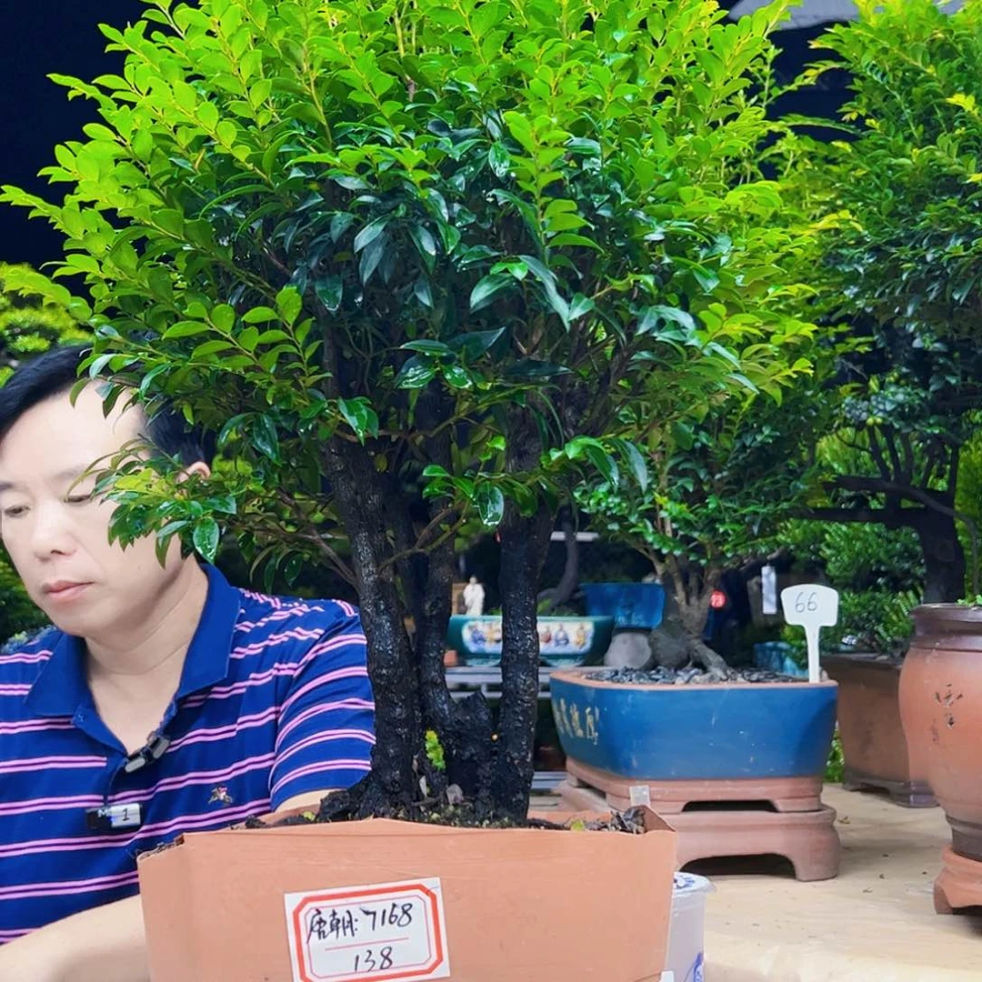 无花朵唐*秀明园艺秀明园艺