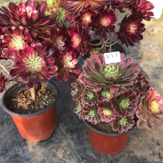 法师多肉植物思****7法师817