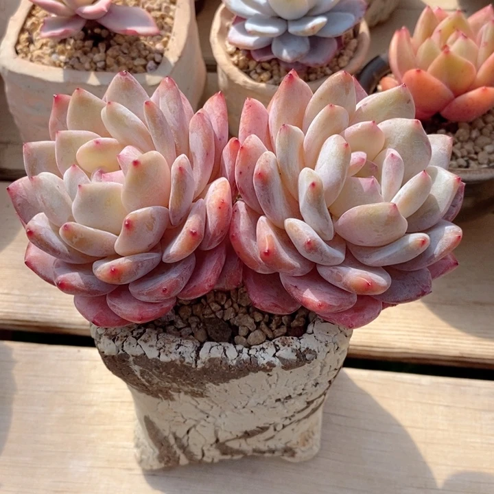 梦露 韩货精品666