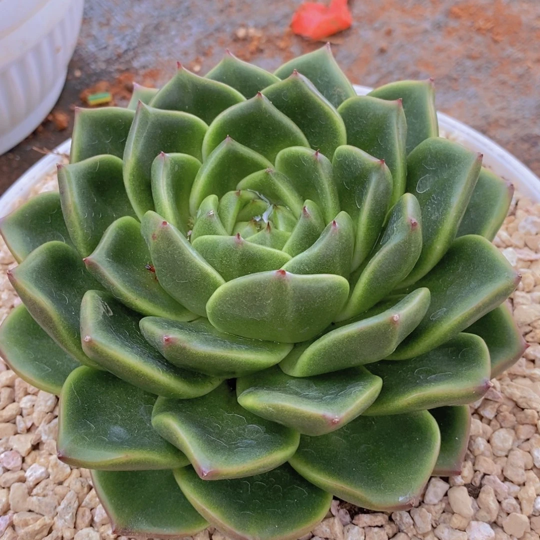福利原始种8