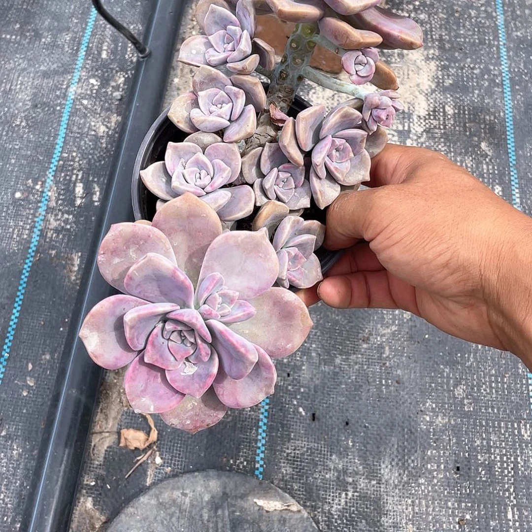 整群紫乐带盆发货