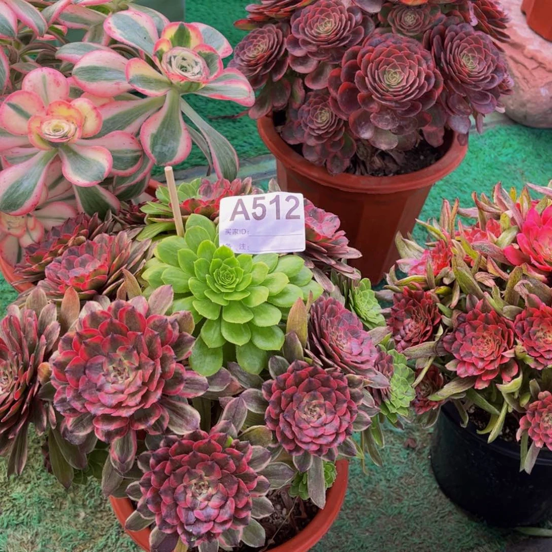 粉黛00000000000000512